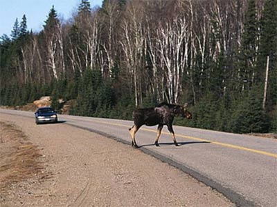 Лося сбили в Ленинградской области Лося сбили в Ленинградской области