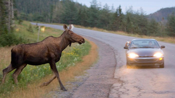 Лоси, выбегавщие на трассы, спровоцировали несколько аварий!!! Лоси, выбегавщие на трассы, спровоцировали несколько аварий!!!