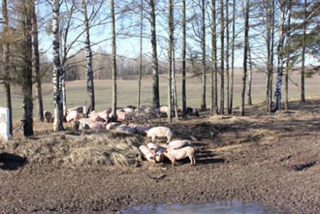 Под Брянском в ДТП перевернулась фура, перевозившая свиней.